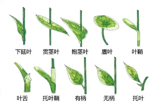 超全植物形态图解,教你速成植物小达人!(珍藏版) 超全植物形态图解,教你速成植物小达人!(珍藏版)