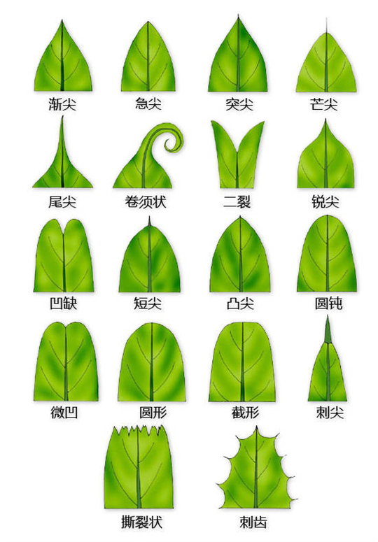 超全植物形态图解,教你速成植物小达人!(珍藏版) 超全植物形态图解,教你速成植物小达人!(珍藏版)