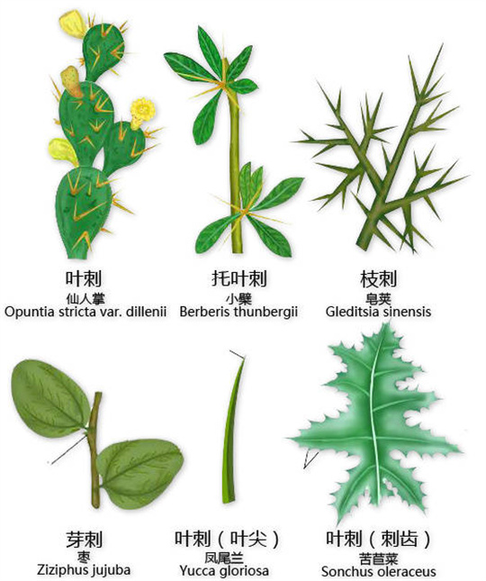 超全植物形态图解,教你速成植物小达人!(珍藏版) 超全植物形态图解,教你速成植物小达人!(珍藏版)