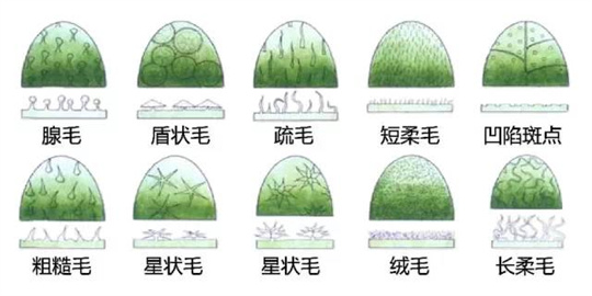 超全植物形态图解,教你速成植物小达人!(珍藏版) 超全植物形态图解,教你速成植物小达人!(珍藏版)