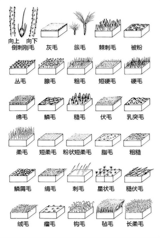 超全植物形态图解,教你速成植物小达人!(珍藏版) 超全植物形态图解,教你速成植物小达人!(珍藏版)
