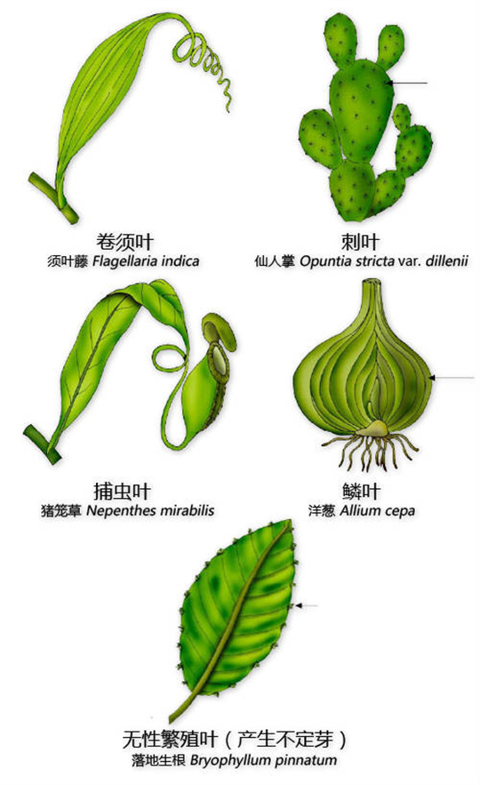 超全植物形态图解,教你速成植物小达人!(珍藏版) 超全植物形态图解,教你速成植物小达人!(珍藏版)