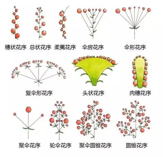 超全植物形态图解,教你速成植物小达人!(珍藏版) 超全植物形态图解,教你速成植物小达人!(珍藏版)