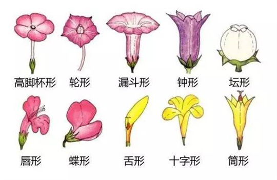 超全植物形态图解,教你速成植物小达人!(珍藏版) 超全植物形态图解,教你速成植物小达人!(珍藏版)