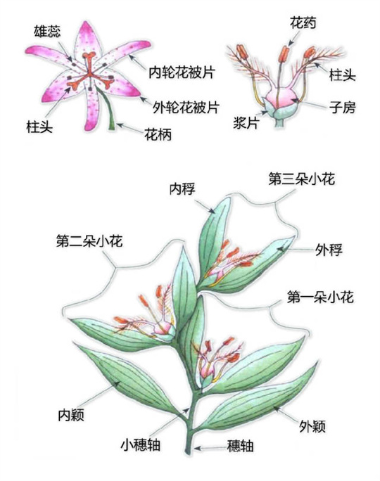 超全植物形态图解,教你速成植物小达人!(珍藏版) 超全植物形态图解,教你速成植物小达人!(珍藏版)