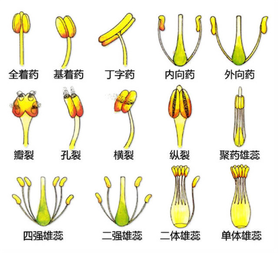 超全植物形态图解,教你速成植物小达人!(珍藏版) 超全植物形态图解,教你速成植物小达人!(珍藏版)