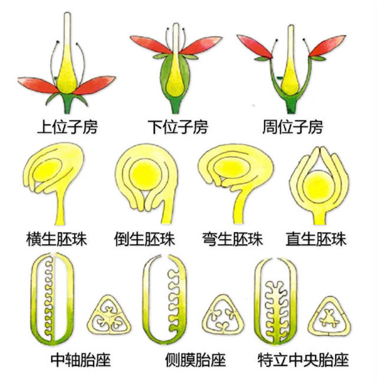 超全植物形态图解,教你速成植物小达人!(珍藏版) 超全植物形态图解,教你速成植物小达人!(珍藏版)