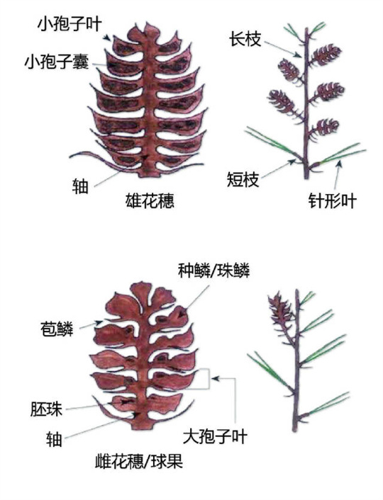 超全植物形态图解,教你速成植物小达人!(珍藏版) 超全植物形态图解,教你速成植物小达人!(珍藏版)