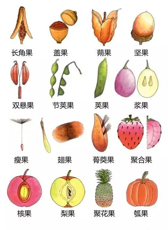 超全植物形态图解,教你速成植物小达人!(珍藏版) 超全植物形态图解,教你速成植物小达人!(珍藏版)