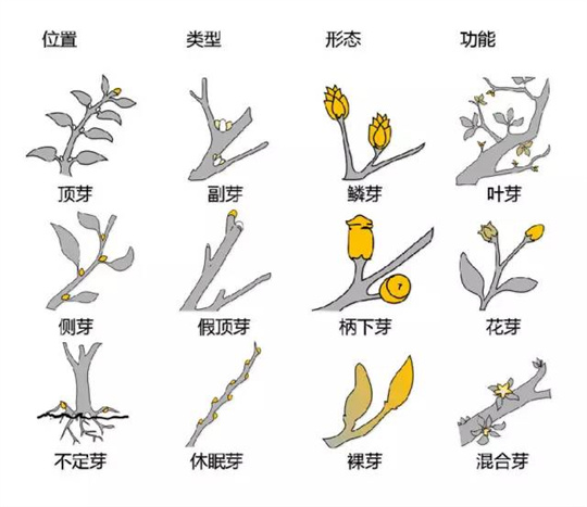 超全植物形态图解,教你速成植物小达人!(珍藏版) 超全植物形态图解,教你速成植物小达人!(珍藏版)