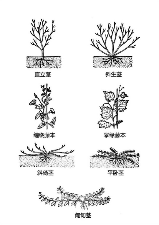 超全植物形态图解,教你速成植物小达人!(珍藏版) 超全植物形态图解,教你速成植物小达人!(珍藏版)