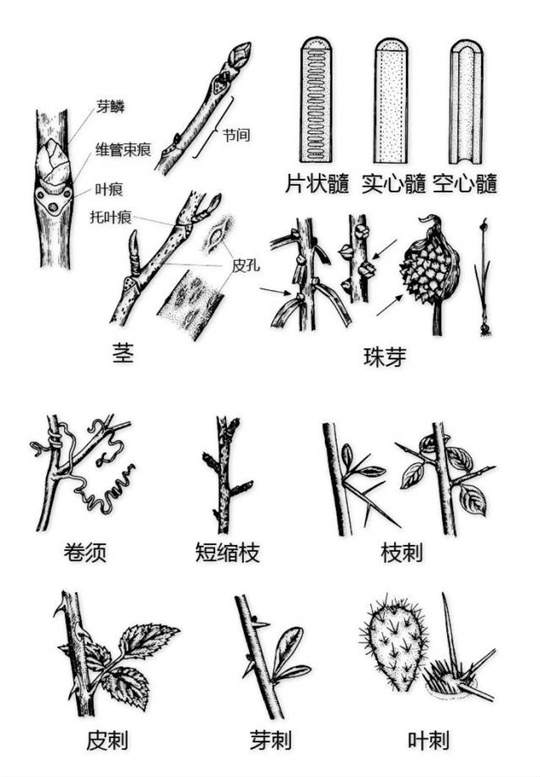 超全植物形态图解,教你速成植物小达人!(珍藏版) 超全植物形态图解,教你速成植物小达人!(珍藏版)