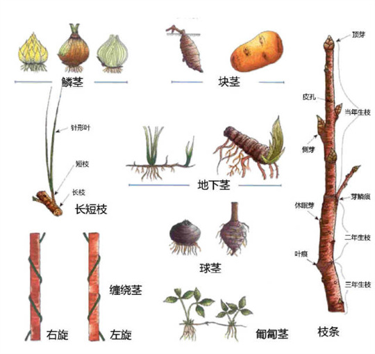超全植物形态图解,教你速成植物小达人!(珍藏版) 超全植物形态图解,教你速成植物小达人!(珍藏版)