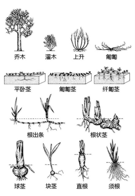 超全植物形态图解,教你速成植物小达人!(珍藏版) 超全植物形态图解,教你速成植物小达人!(珍藏版)