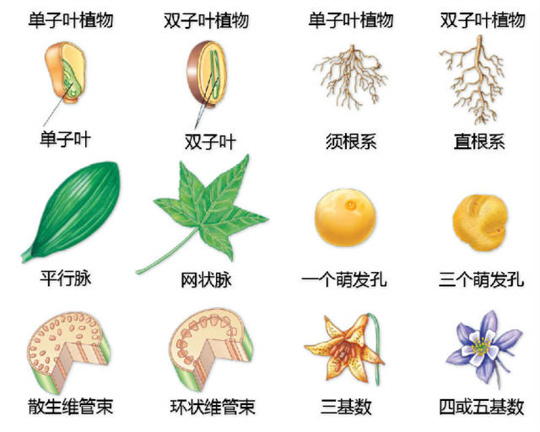 超全植物形态图解,教你速成植物小达人!(珍藏版) 超全植物形态图解,教你速成植物小达人!(珍藏版)