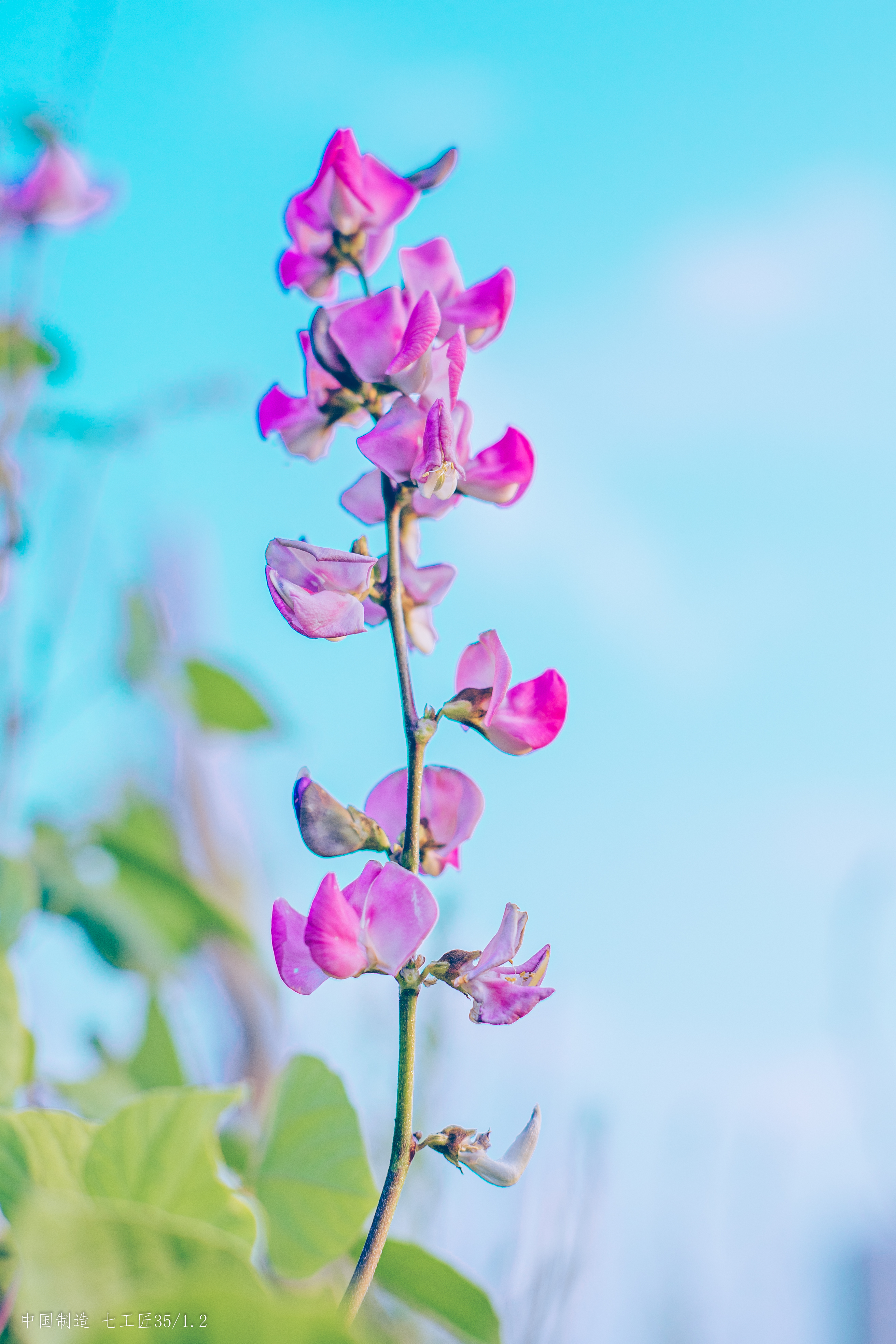 35mm F1.2 Ⅱ  样片展示