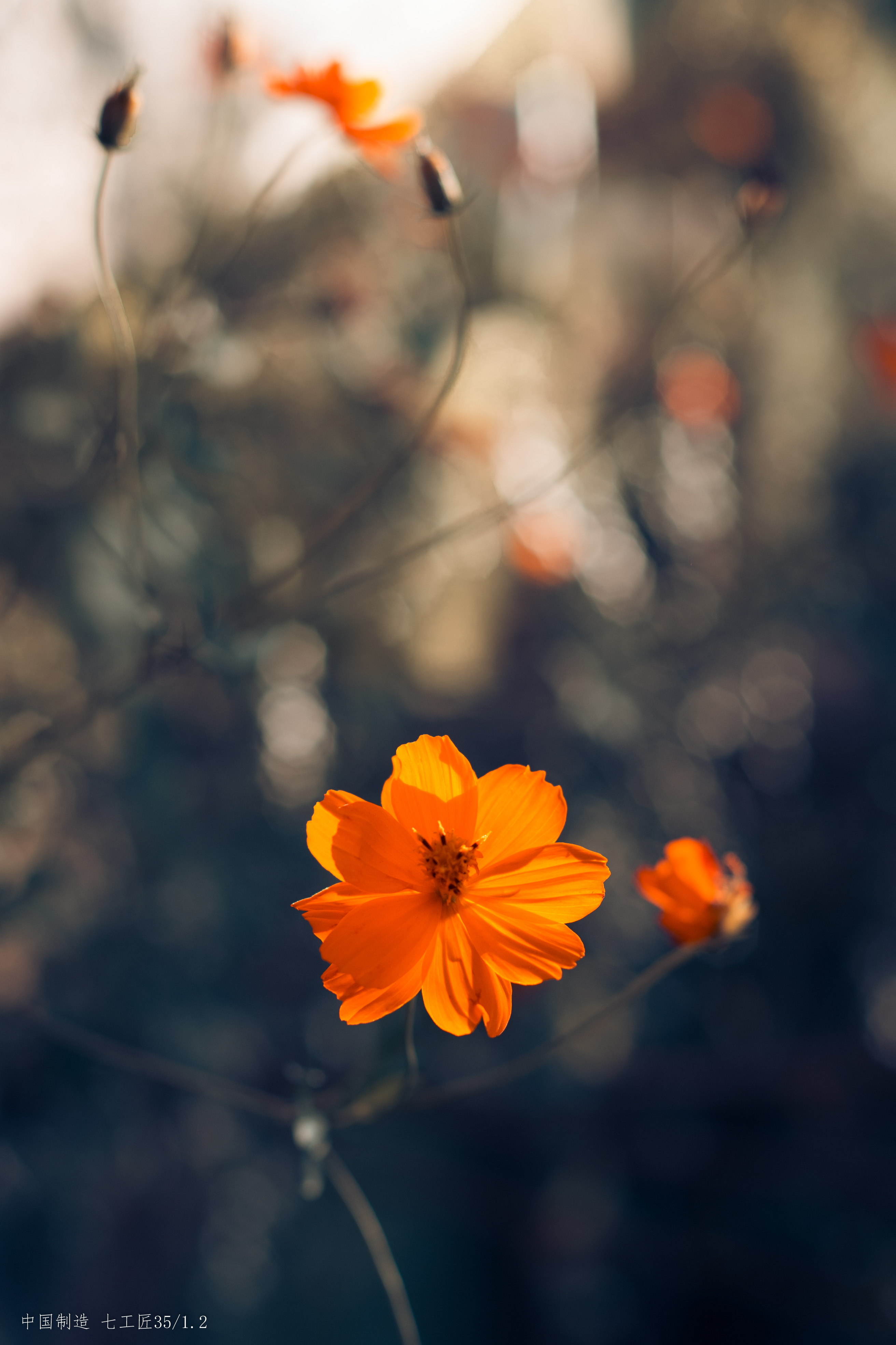 35mm F1.2 Ⅱ  样片展示