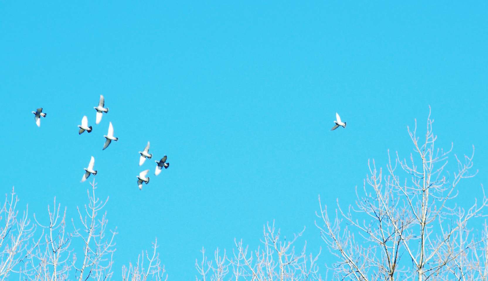 55mm F1.4Ⅰ  样片展示