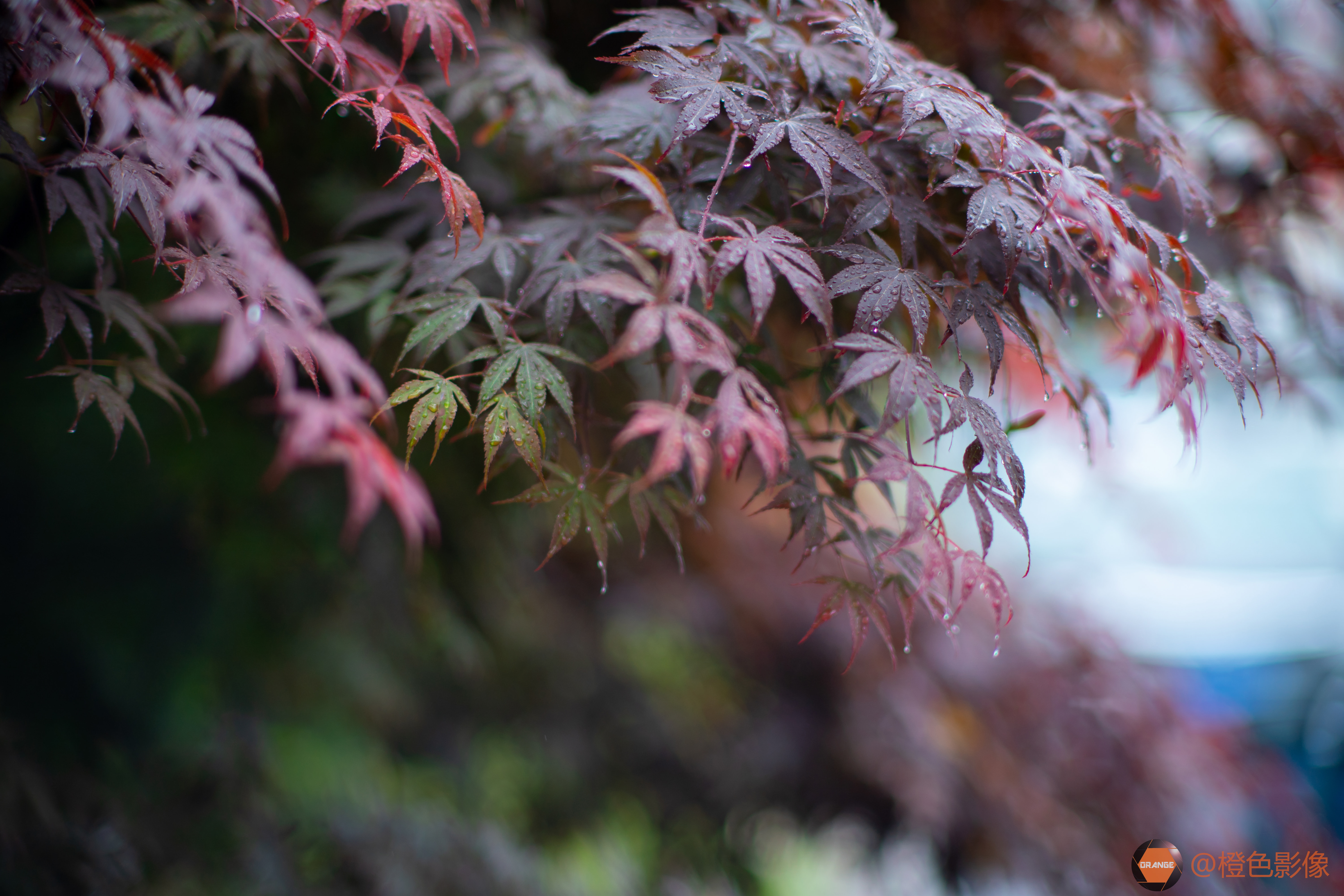 M75mm F1.25  样片展示