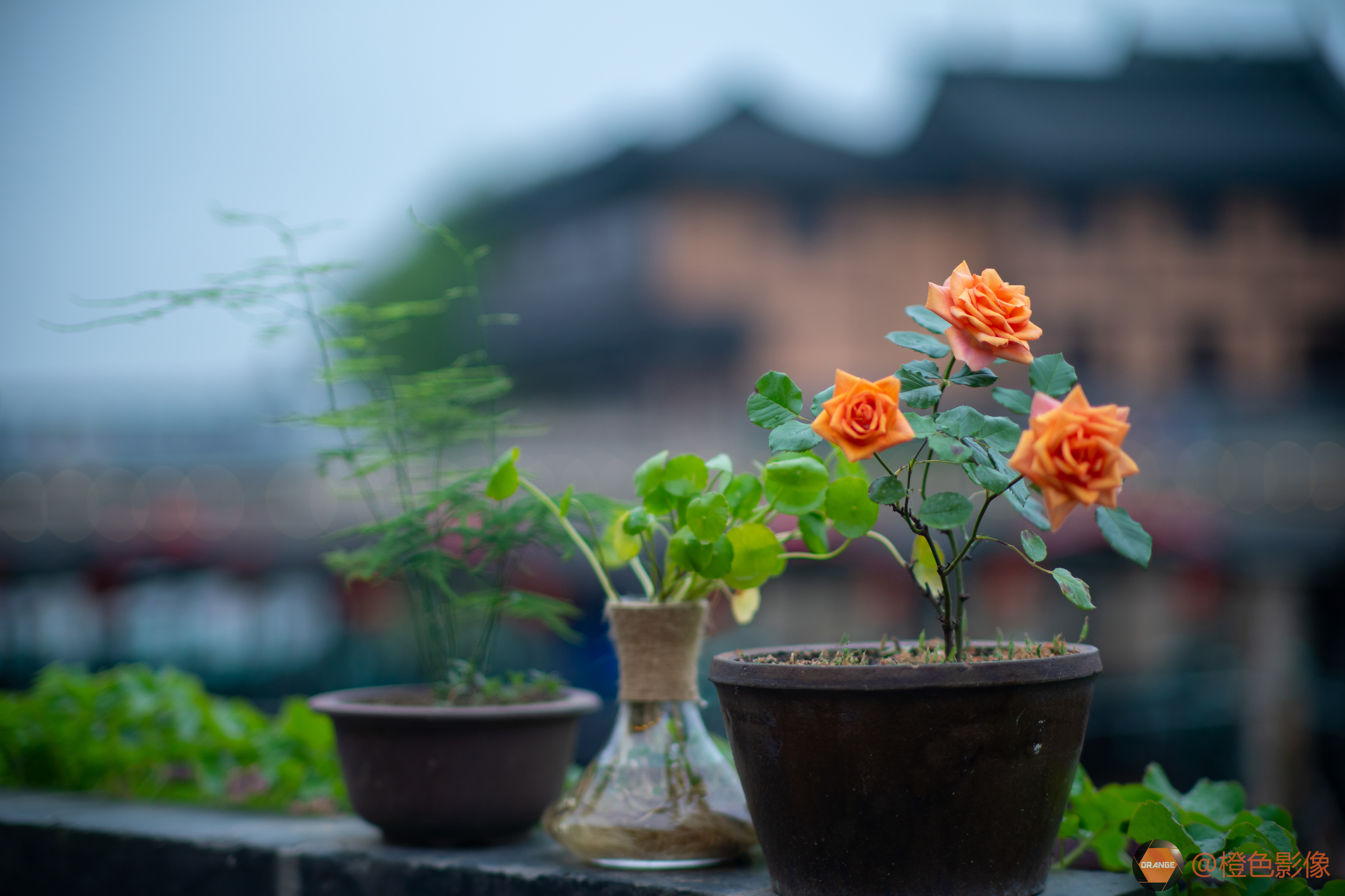 M75mm F1.25  样片展示