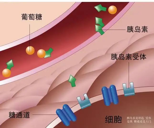 肿瘤科普丨肿瘤细胞爱“胖子”?颤抖吧!脂肪! 肿瘤科普丨肿瘤细胞爱“胖子”?颤抖吧!脂肪!