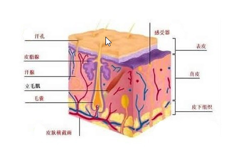 大众科普|放射性皮炎护理小常识,您知吗? 大众科普|放射性皮炎护理小常识,您知吗?