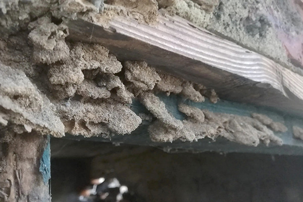 为什么企业一定要办理白蚁防治服务企业资质证书 为什么企业一定要办理白蚁防治服务企业资质证书