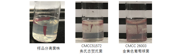 細菌的小運動 細菌的小運動