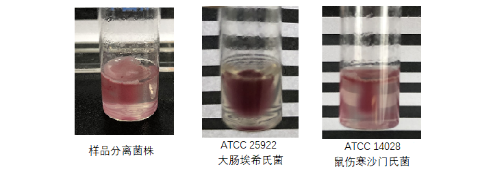 細菌的小運動 細菌的小運動