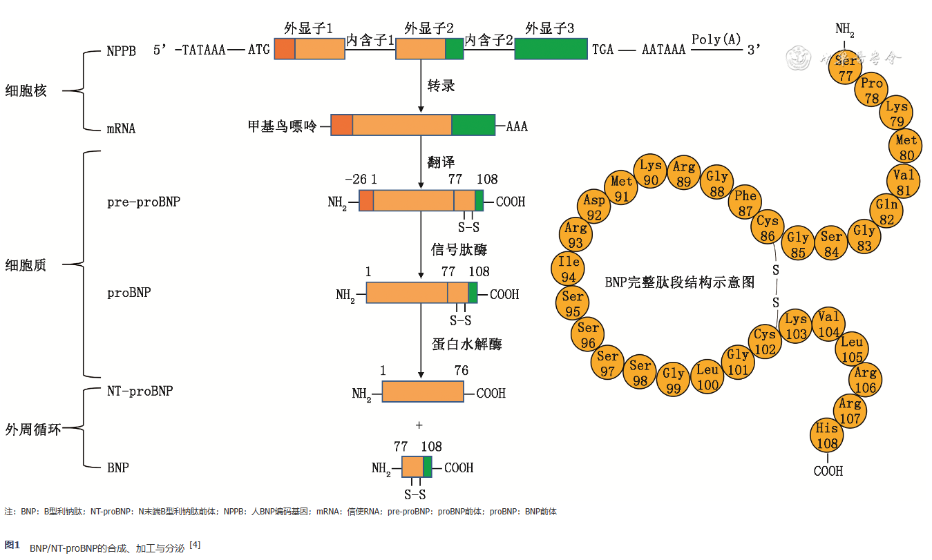 B型利钠肽 | 心力衰竭首选生物标志物! B型利钠肽 | 心力衰竭首选生物标志物!