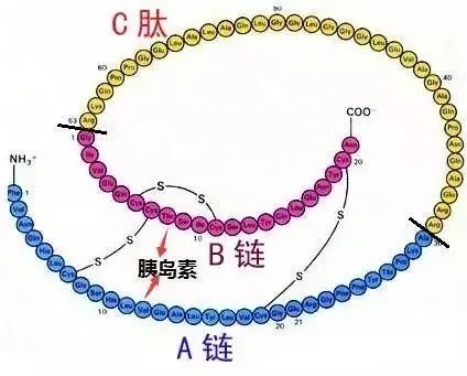糖尿病诊断标志物C肽让你更了解内源性胰岛素分泌状态!