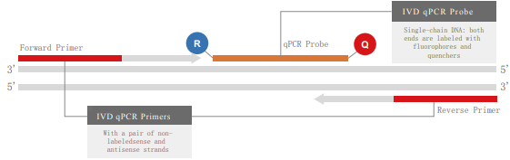 DNA Primer and Probe Synthesis Service DNA Primer and Probe Synthesis Service