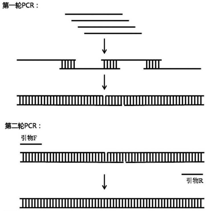 Seven core advantages of Diagreat gene synthesis service