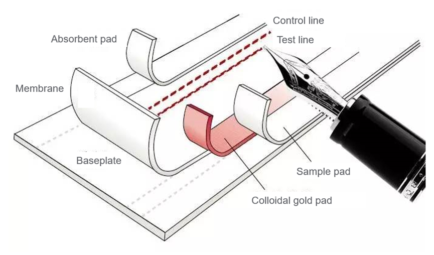 One-stop service | Fluorescence Immunochromatography (POCT bulk sheet)