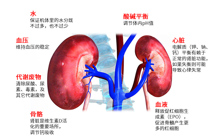 世界肾脏日|World Kidney Day人人享有肾脏健康 世界肾脏日|World Kidney Day人人享有肾脏健康