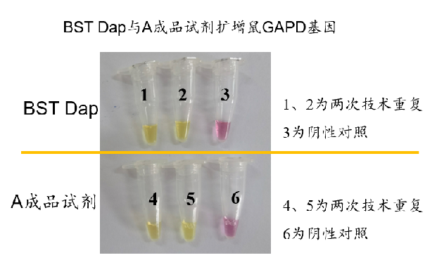 Selection of key enzyme raw materials for LAMP | Focus on isothermal amplification and win the battl Selection of key enzyme raw materials for LAMP | Focus on isothermal amplification and win the battl