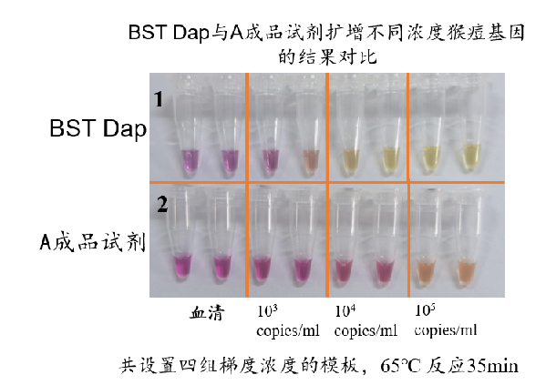 Selection of key enzyme raw materials for LAMP | Focus on isothermal amplification and win the battl Selection of key enzyme raw materials for LAMP | Focus on isothermal amplification and win the battl