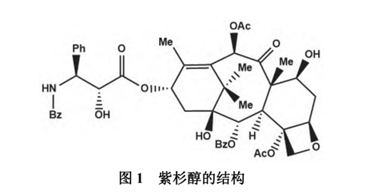 紫杉醇 | 未来20年间最有效的抗癌药物之一如何提高治疗效果?