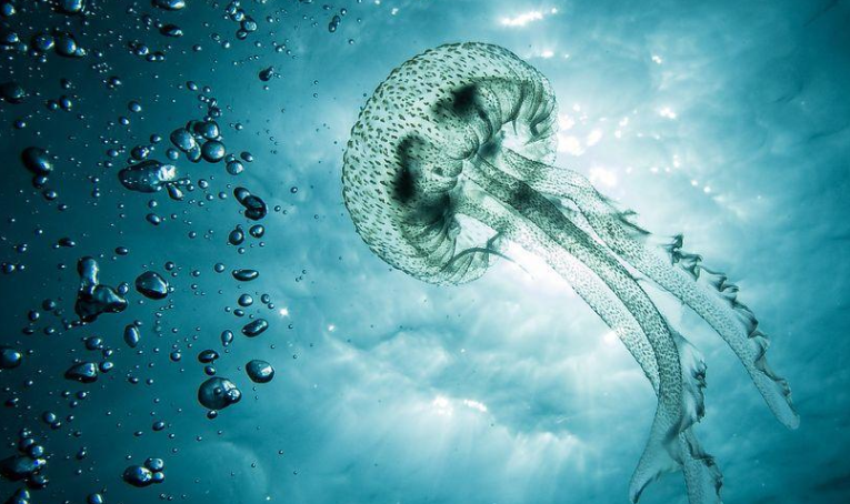英国科学家发明机器水母，利用人工智能探索珊瑚礁和沉船