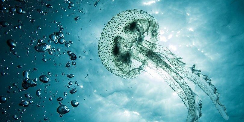 英国科学家发明机器水母，利用人工智能探索珊瑚礁和沉船
