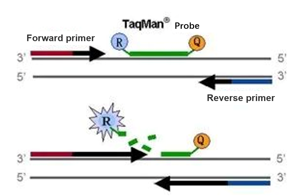 Probe Synthesis Service | High stability, sensitivity, and specificity, rely on which to obtain a pe Probe Synthesis Service | High stability, sensitivity, and specificity, rely on which to obtain a pe