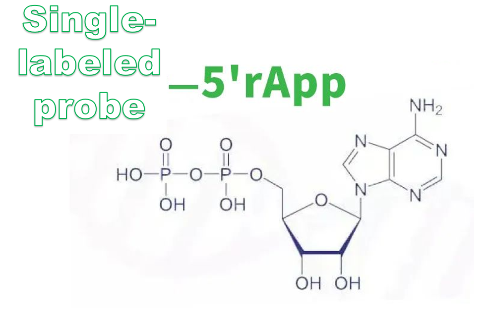 Probe Synthesis Service | High stability, sensitivity, and specificity, rely on which to obtain a pe Probe Synthesis Service | High stability, sensitivity, and specificity, rely on which to obtain a pe