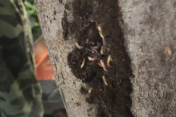 论在白蚁分飞季节办理白蚁防治资质的作用和意义 论在白蚁分飞季节办理白蚁防治资质的作用和意义