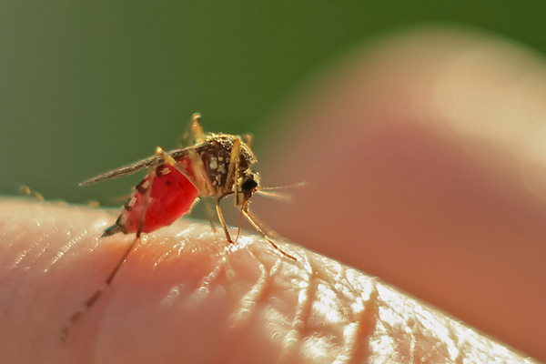 如何科学、健康防治蚊虫,避免蚊虫侵害人类呢? 如何科学、健康防治蚊虫,避免蚊虫侵害人类呢?