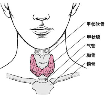世界甲状腺日——守护甲状腺,提升她力量 世界甲状腺日——守护甲状腺,提升她力量