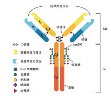 简讯！红龙扑克生物大分子治疗药物监测技术最新进展