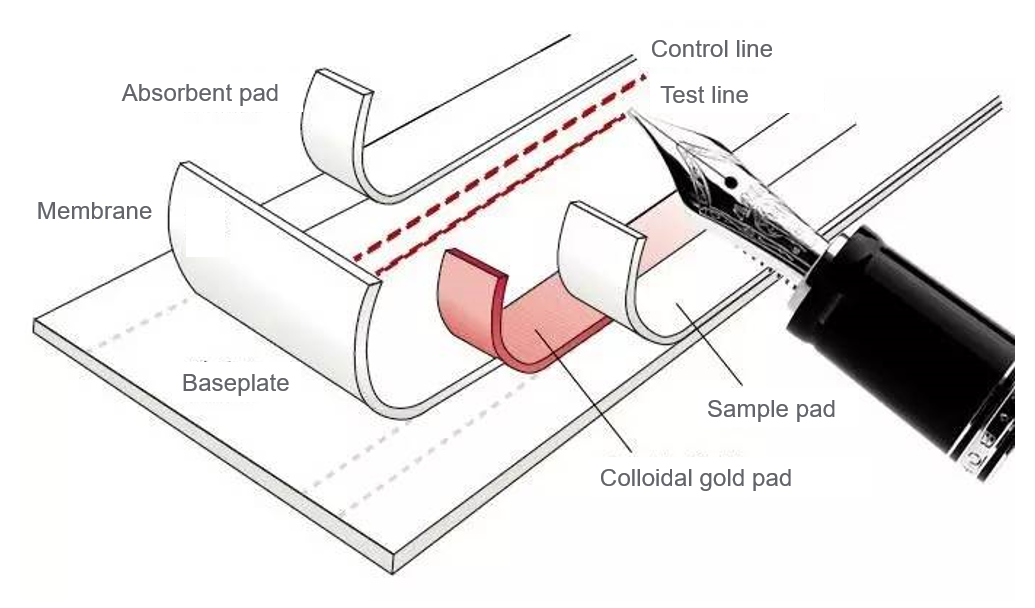 One-stop service | Fluorescence Immunochromatography (POCT bulk sheet)