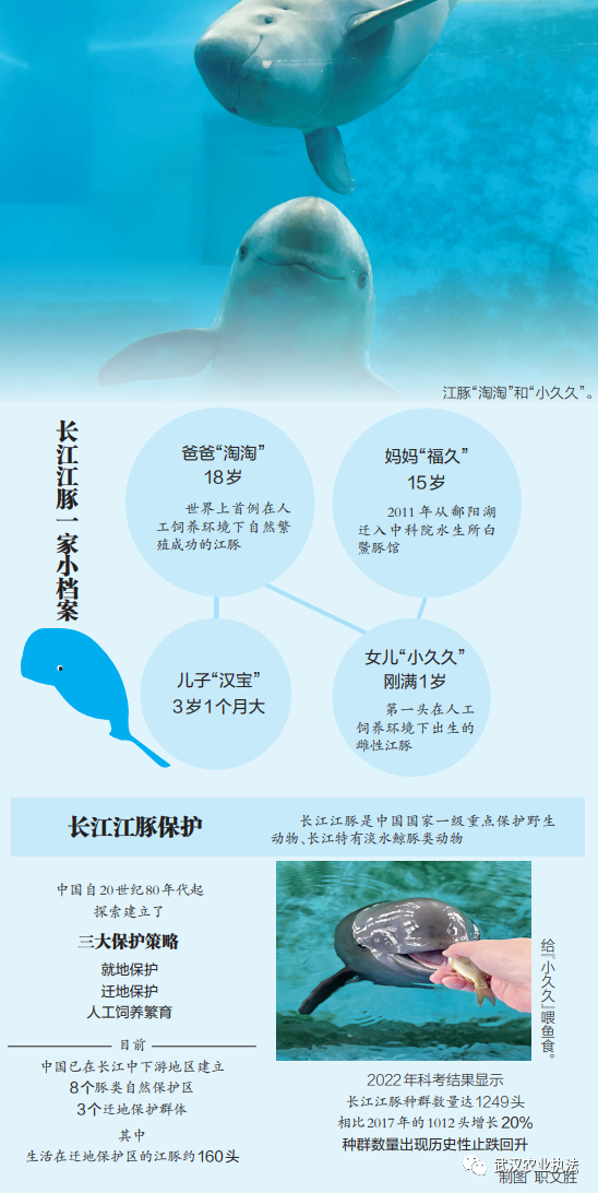 世界首头人工饲养雌性二代江豚与千万网友庆生