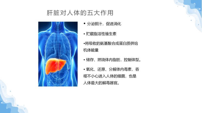 大众科普|守护健康肝脏,从你我做起~ 大众科普|守护健康肝脏,从你我做起~