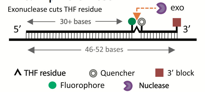 High Stability, Sensitivity, and Specificity Probe Synthesis